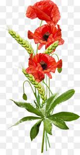 Determining the cause of your changing rose color is the first step to getting the plant back to its original hue. Poppies Flowers Png Poppies Flowers Borders Poppies Flowers Color Poppies Flowers Illustrations Poppies Flowers Posters Poppies Flowers Red Poppies Flowers Cartoon Poppies Flowers Wallpaper Poppies Flowers White Poppies Flowers Cute Poppies Flowers