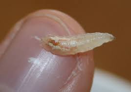 Many women have had effective relief form intestinal worms that ended up in the vagina. What Is This White Translucent With Brown Back Larva Worm Creature I Found In The Uk On My Lettuce Biology Stack Exchange