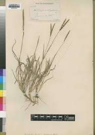 Image result for Andropogon amethystinus