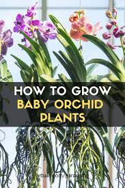 How To Grow Baby Orchid Plants In 2021 Orchid Plant Care Orchid Plants Growing Orchids