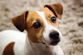 jack russel terrier irki ve ozellikleri ajanimo