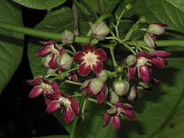 Image result for Schinziophyton rautanenii