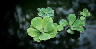 Floating plants are a great addition to a freshwater fish tank because the red root floater is a flowering floating plant, which is another benefit for adding it to your freshwater fish tank. The 8 Best Freshwater Floating Aquarium Plants