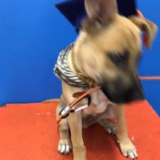 Speak to your veterinarian about class options near you. Best Puppy Training Classes Near Me July 2021 Find Nearby Puppy Training Classes Reviews Yelp