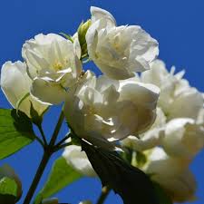 Falscher jasmin ist im frühsommer ein echter hingucker, der häufig abends wunderbar duftet. Gartenjasmin Schneesturm Online Gunstig Kaufen Gruner Garten Shop