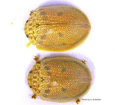 Image result for Paropsia braunii