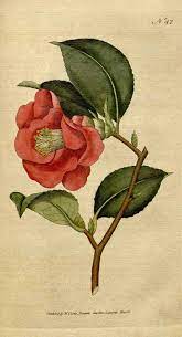 Camellia Japonica L Botanical Magazine Vol 2 1788 Botanical Prints Botanical Illustration Botanical Poster