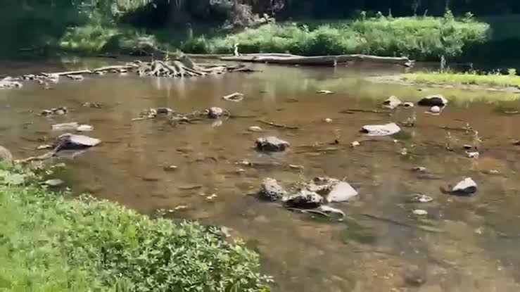 12-year-old girl dies after being pulled from water near Neuse River  Greenway - ABC11 Raleigh-Durham