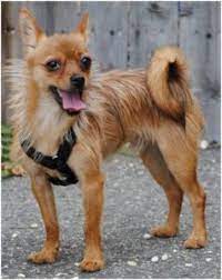 Chorkie Chihuahua Yorkie Mix Breed Review And 13 Pictures Animalso