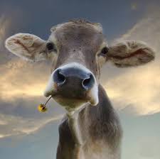 Pin Von Maria Fernanda Garcia Bustos Auf Beautiful Animals Kuh Kuh Zeichnung Tierbilder