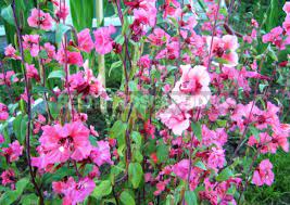 Clarkia Flower Kingdom Best Flower Wallpaper