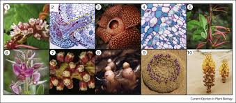 Image result for Apodanthaceae