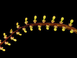 Image result for Bulbophyllum falcatum