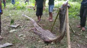Foto ular terbesar di dunia yang pernah diabadikan kamera bisa dilihat dari listberikut. Ternyata Mamuju Merupakan Sarang Ular Terbesar Di Indonesia Tribunnews Com Mobile