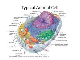 That cells can be of different shapes and sizes. Cell Structure Chapter Ppt Video Online Download