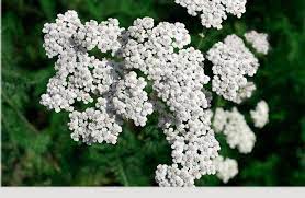 Yarrow Facts And Health Benefits