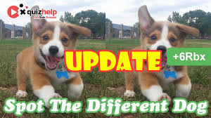 Update Spot The Different Dog Quiz Answers Quiz Diva Quizhelp Top In 2020 Dog Quiz Different Dogs Quiz