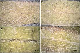 Image result for Cystostemon hispidissimus