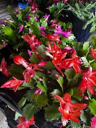 Image result for Brownleea galpinii