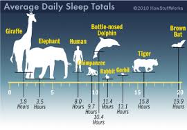 Howstuffworks Do All Creatures Sleep Animal Facts Elephant Facts Sleeping Animals