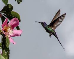 Imagem de Observação de aves em Rifaina