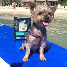 Are You Feeding Your Dog The Very Best In 2020 Cute Dogs And Puppies Cute Baby Cow Funny Animal Photos