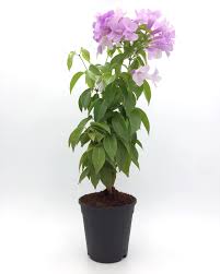 Image result for Mansoa