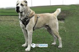 Kangal Yemegi