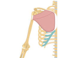Interactive animations and diagrams for desktop and mobile devices. Muscular System Human Anatomy Getbodysmart