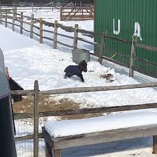Cute Video In 2020 Funny Horse Videos Cute Little Animals Horse Videos