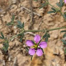 Image result for Zygophyllaceae