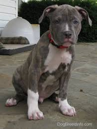 Check spelling or type a new query. Raising A Puppy 2 Monthis Old Spencer The Pit Bull