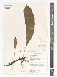 Image result for Oleandra distenta