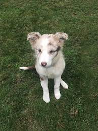 Check spelling or type a new query. Red Merle Border Collie Puppy Photograph By Cavan Images