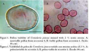 Image result for Crotalaria valida