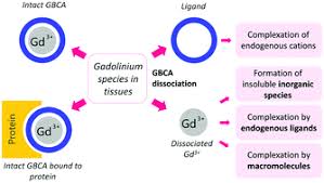 This article, originally published in 1998, was updated in 2006 for the ebook edition. The Biological Fate Of Gadolinium Based Mri Contrast Agents A Call To Action For Bioinorganic Chemists Metallomics Rsc Publishing