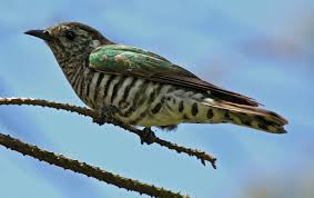 Shining Cuckoo New Zealand Birds Online Birds Online Birds Wild Birds