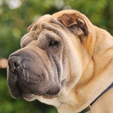 Maybe you would like to learn more about one of these? What Are Symptoms Of Rocky Mountain Spotted Fever In Dogs Greensboro Specialty Emergency Vet Carolina Veterinary Specialists