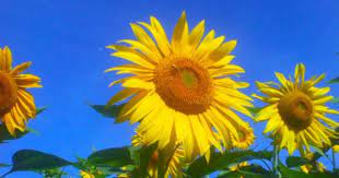Tarahumara Sunflower Sunflower Growing Sunflowers Growing Seeds