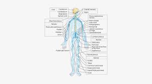 Every nerve is linked to a selected space of the torso or limbs and is answerable for communication to and from these areas. Diagram Of The Human Nervous System Peripheral Nervous System Transparent Png 350x389 Free Download On Nicepng