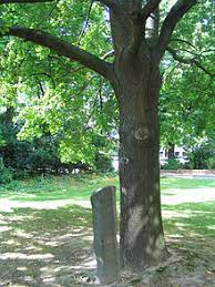 City reforestation not city administration (the subtitle is a pun in german: 7000 Oaks Wikipedia
