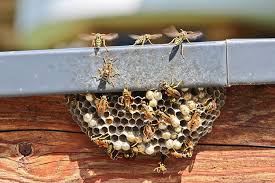 Check spelling or type a new query. Watch Out For Wasps In Horse Barns Sheds The Horse