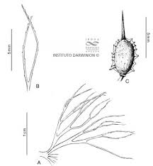 Image result for Ceratophyllum muricatum