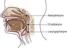 It constitutes the upper respiratory system along with the paranasal sinuses , oral cavity, pharynx and larynx, and is the first of the structures that form the respiratory tract. Pharynx Definition Function Location And Parts Biology Dictionary