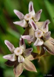 Image result for Asclepias albens