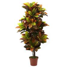 I would like to separate this plant into three pots as it's been falling. Pin On Large Indoor Plants