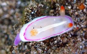 Week II & III, Maui 2021