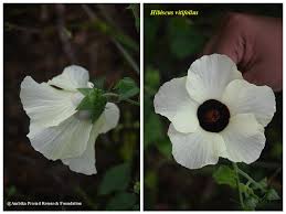 Image result for Hibiscus vitifolius
