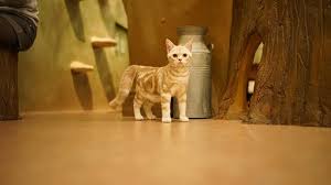 In korea, now you can! A Cafe With Cats Review Of Cat Cafe Temari No Ouchi Musashino Japan Tripadvisor