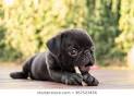 PuppyFind | Pug Puppies for Sale